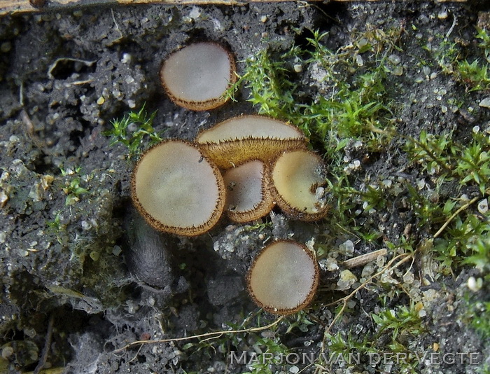 Moeraspelsbekertje - Trichophaea paludosa